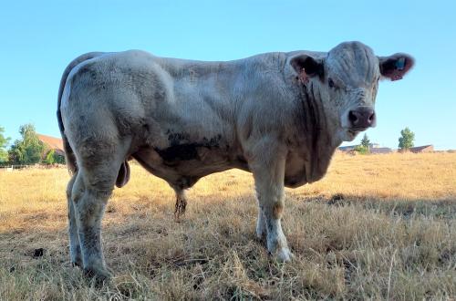 VAIRAO2