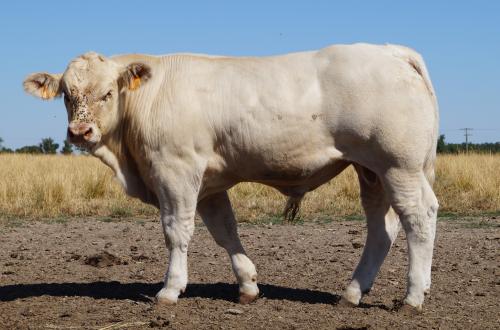 5230 APOLON  3 GAEC MORAND