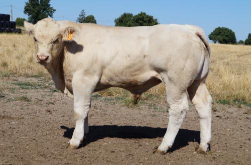 5230 APOLON 1 GAEC MORAND