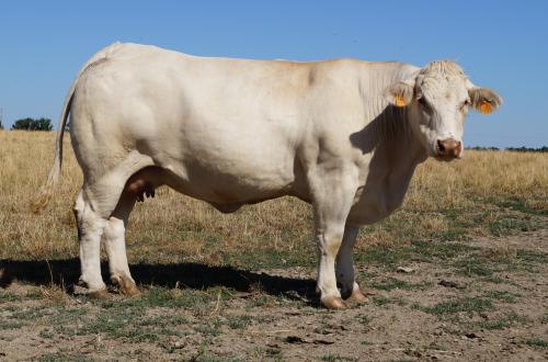 5230 APOLON 5