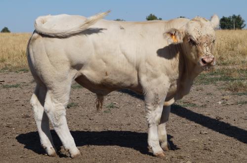 5230 APOLLLON 2 GAEC MORAND