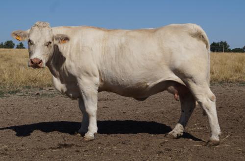 5283 ARGENT 3 GAEC MORAND