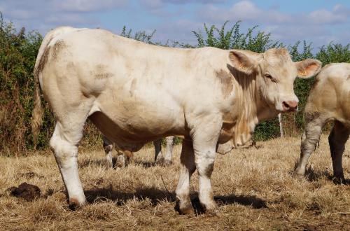 5499 AVEYRON 
