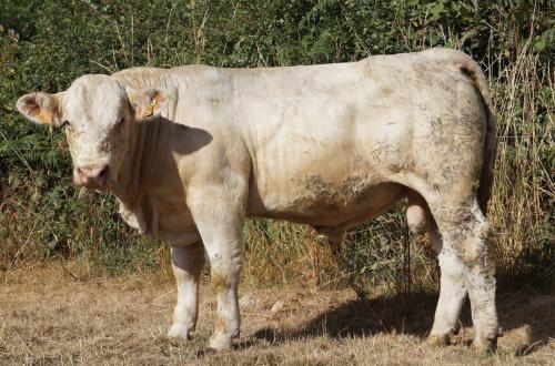 5549 VAKATAWA P GAEC DE SEVRES