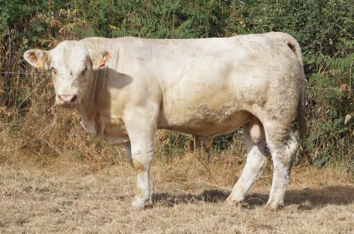 5549 VAKATAWA SEVRES