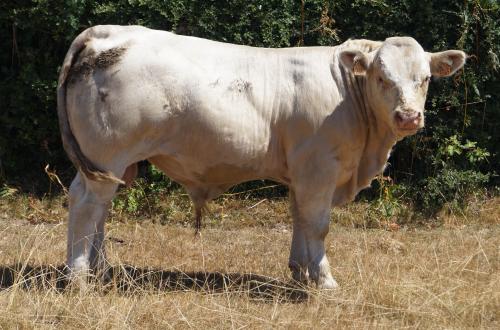 5565 VALDERAMA 1