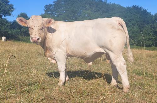 VALERIAN 5850