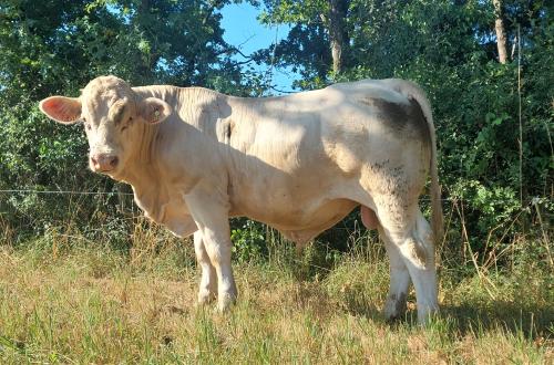 VEINARD P 5851