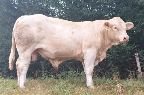 5596 ARAMIS P