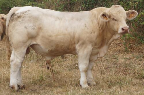 4431  gaecd es jets 2