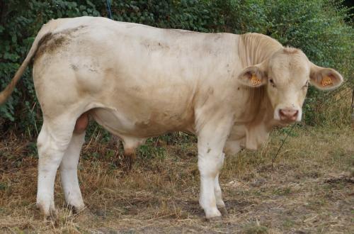 4431 gaec des jet s1