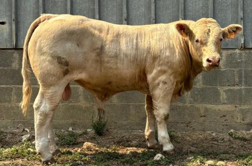 5228 1 GAEC MORAND