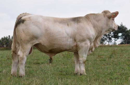 Valero P