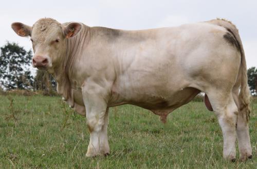 Valero P