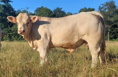 ALIGOT 3407